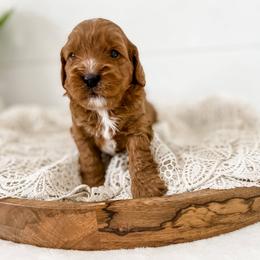 Cavapoo Puppies from Ruby's Cavapoos