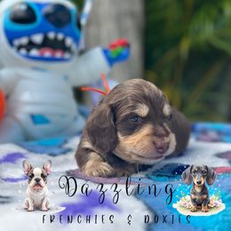 Dachshund puppies from Dazzling Frenchies and Doxies