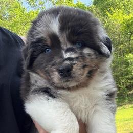 MAGIC - Red merle female Australian Shepherd puppy in Christiana, Tennessee from Vaught Family Farm