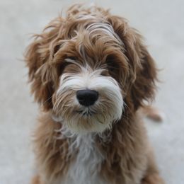 Australian Labradoodle Puppies from Majestic Labradoodles