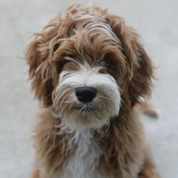 Australian Labradoodle Puppies from Majestic Labradoodles