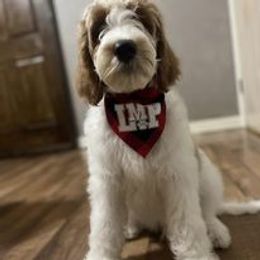 Australian Labradoodle and Double Doodle Puppies from Love Me Pooch