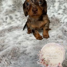 Dachshund Puppies from CSW Dachshunds