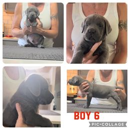 Boy 6 - Cane Corso puppy in Tennessee from Nuovo Inizi Kennels