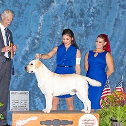 Labrador Retriever Puppies from Flashylabs AKC GRAND CHAMPION SIRED