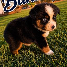 Banner - Black tri male Miniature Australian Shepherd puppy in Idalou, Texas from Lonesome Pine Mini Aussies