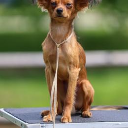 Boy 1 - Red sable male Russian Toy puppy in North Palm Beach, Florida from FLORIDA SUNSHINE RUSSIAN TOYS