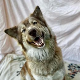 Sakari - Siberian Husky