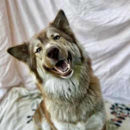 Sakari - Siberian Husky
