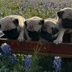 Pugs from Avabulldogs