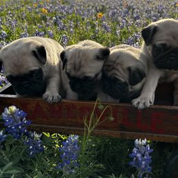 Pugs from Avabulldogs