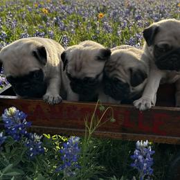 Pugs from Avabulldogs