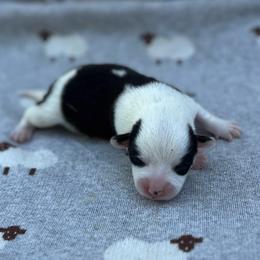 Lavender - White and black female Pembroke Welsh Corgi puppy in Hope, Arkansas from Foxy Knoll Farm