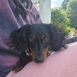 Dachshund All Grown Up from BlackPine Kennels