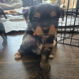 Mr Orange - Black and tan female Yorkshire Terrier puppy in Dover, Delaware from Lewis Precious Paws