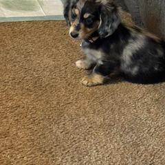 Dachshund Puppies from Kristy's Dachshunds