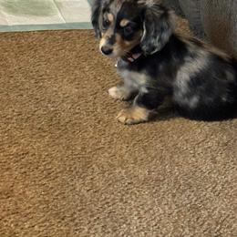 Dachshund Puppies from Kristy's Dachshunds