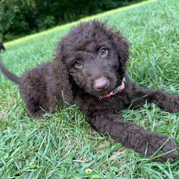 Lady - Chocolate female Labradoodle puppy in Bedford, Indiana from Purple Heart Canines