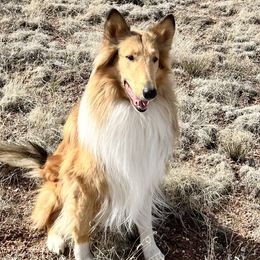 Barkley - Collie