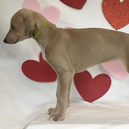 Girl 5 - Blue fawn Greyhound puppy in St. Louis, Missouri from Velocitas Greyhounds