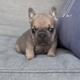 Blue Fawn Sable Boy (Blue collar) - Blue fawn male French Bulldog puppy in Gulf Breeze, Florida from SW Frenchies