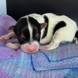 Girl 1 - Parti female Yorkshire Terrier puppy in White Pigeon, Michigan from Kathys Yorkie and Shih-tzu Cuties