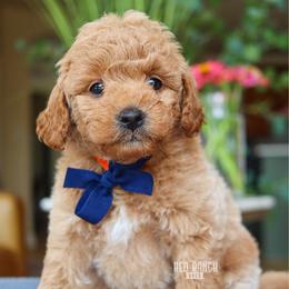 Ridge - Red  male Goldendoodle puppy in Salado, Texas from Red Ranch Dogs