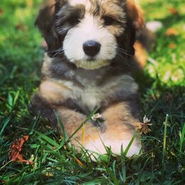 Bernedoodle Puppies from Blue Bell Bernedoodles
