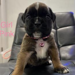 Reyka - Fawn female Boxer puppy in Cicero, New York from MK Boxer Haven of CNY