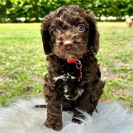Casaba - Brown male Cockapoo puppy in Palm Beach County, Florida from Benji’s Cockapoos