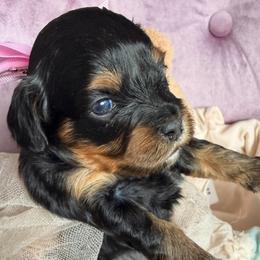 Dahlia Neptune - Black and tan female Cavapoo puppy in Tucson, Arizona from Cavapoo Puppy Parade