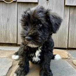 Tally - Black female Miniature Schnauzer puppy in Frankford, Delaware from Miniature Schnauzers of Delmarva