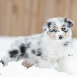 Sparkle - Blue merle female Australian Shepherd puppy in Woodford, Virginia from Skyborne Australian Shepherds