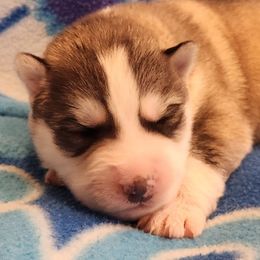 Boy 1 - Gray and white male Siberian Husky puppy in Grayson, Kentucky from Kentucky Huskies