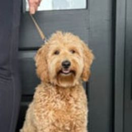 Birdie - Australian Labradoodle