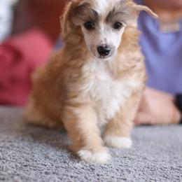 DaoDog Simba The King - Apricot male Chinese Crested puppy in Highland Park, Michigan from Family Kennel Dao Dog