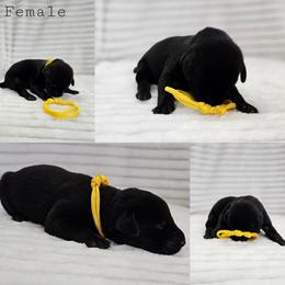 Yellow Collar - Female - Black female Labrador Retriever puppy in Boyd, Minnesota from Lindley Labradors