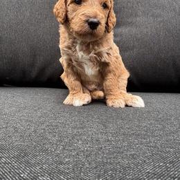 Uncle Sam - Apricot male Goldendoodle puppy in Gower, Missouri from Hillside Paws