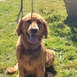 Girl 4 grey collar - Golden female Golden Retriever puppy in Brush Prairie, Washington from Paradise Peaks