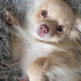 Sierra - Cream female Pomeranian puppy in Gloversville, New York from ADKPOM Adirondack Pomeranians