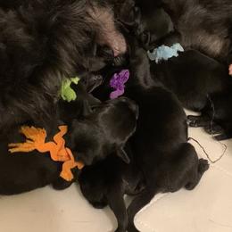 Standard Schnauzer puppies from Die Nassen Baerte