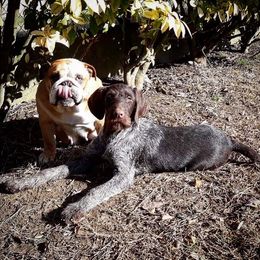 German Wirehaired Pointer Puppies from Ca’ Rigada Deutsch Drahthaar