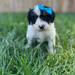 Toadette-Teal - Tri-color female Bernedoodle puppy in Casper, Wyoming from 307 Doodles