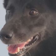Sunna - Norwegian Buhund