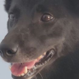 Sunna - Norwegian Buhund