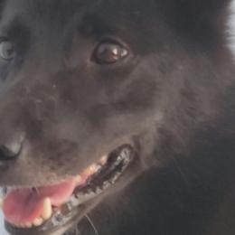 Sunna - Norwegian Buhund