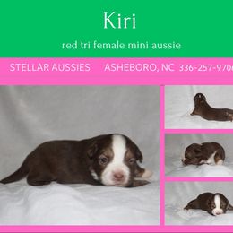 Kiri - Red tri female Miniature Australian Shepherd puppy in Asheboro, North Carolina from Stellar Aussies