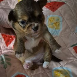 Candy (cane) - Chocolate and tan female Chihuahua puppy in Kyle, Texas from joy of chihuahuas tx