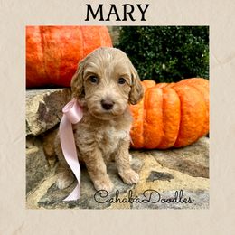 Mary - Caramel female Australian Labradoodle puppy in Trussville, Alabama from Cahaba Doodles