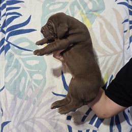 Nova - Chocolate female Great Dane puppy in Arpin, Wisconsin from Arpin Great Danes